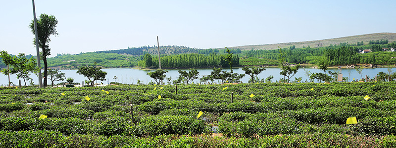 茶廠風光