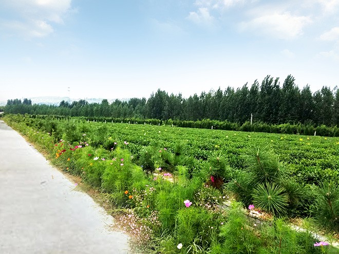 茶場實景2