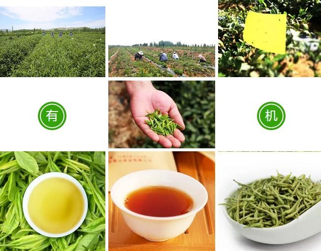 茶葉生產有機認證證書