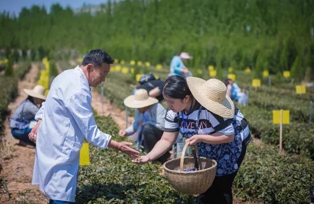 沂蒙雪尖采摘現場